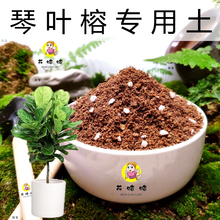 琴叶榕专用土盆栽花卉换盆土壤进口泥炭土种菜土通用型有机营养土