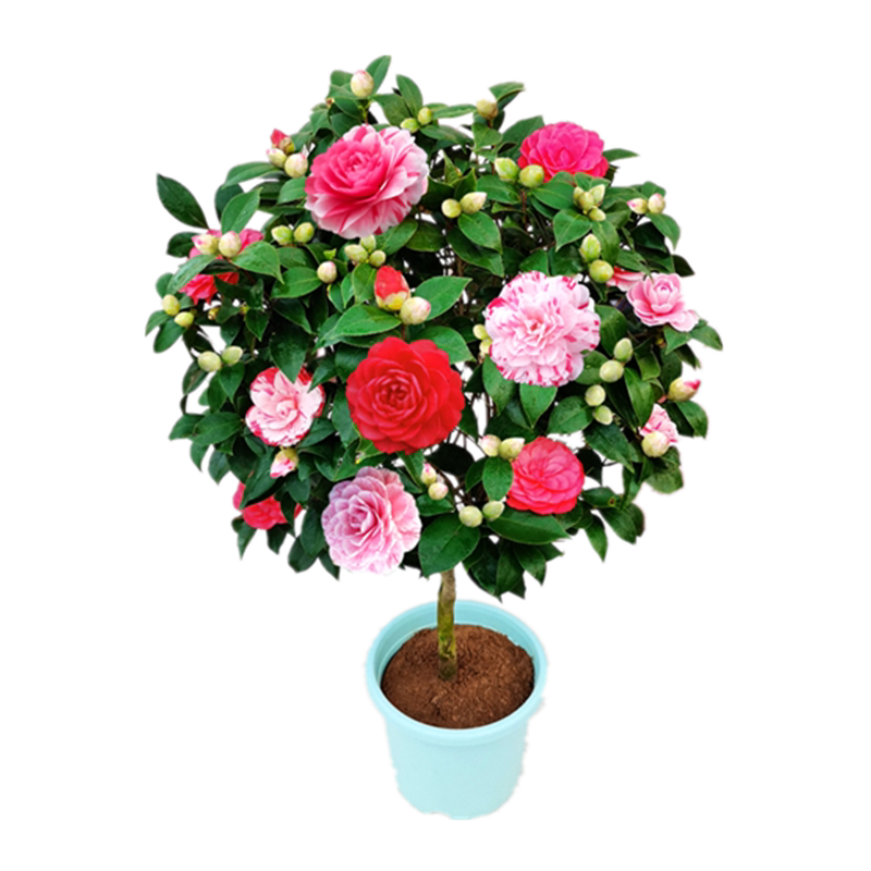 五色赤丹茶花盆栽阳台绿植