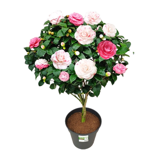 白底十八学士茶花正宗福建经典名贵品种室内盆栽阳台花卉庭院大棵