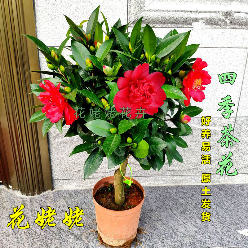 花姥姥基地直销花期超长