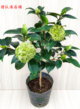 绿可娜山茶花盆栽花卉福建龙岩名贵树苗庭院绿植阳台花卉绿色精选