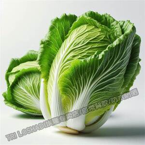 新鲜大白菜贴画八方来财财源滚滚装饰贴画厨房冰箱瓷砖贴纸自粘贴