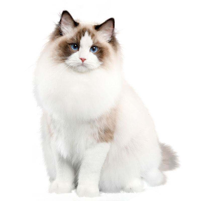 可爱小猫贴纸波斯猫高清贴画防水马桶贴冰箱贴纸宠物店装饰门窗贴