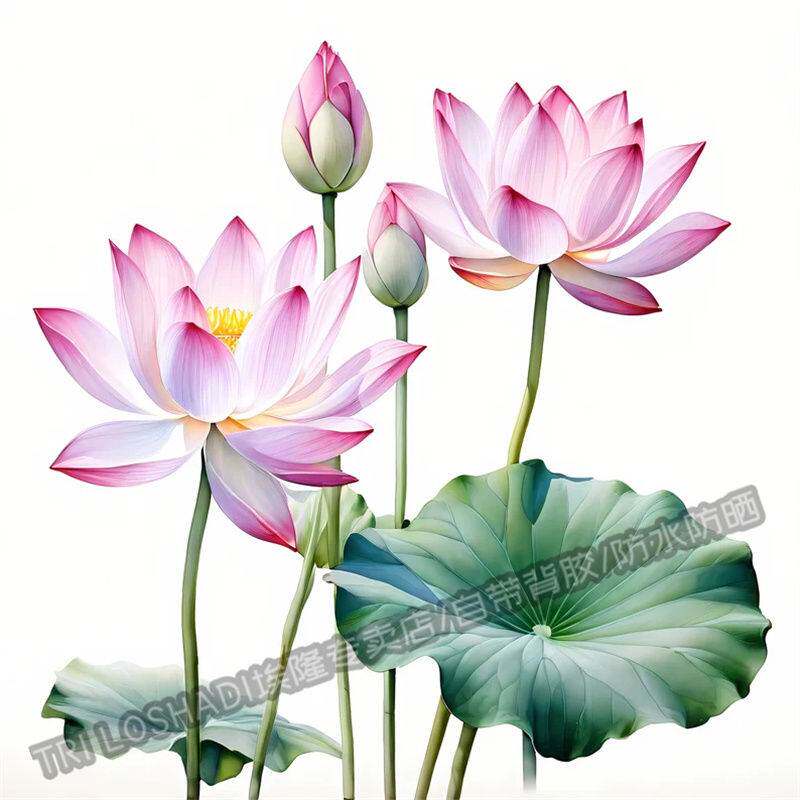 出淤泥而不染好运莲莲浴室马桶贴画冰箱墙上门窗装饰莲花贴纸自粘