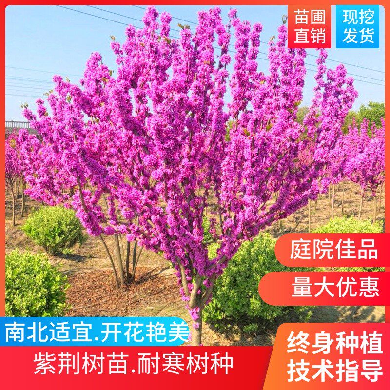 紫荆花树苗四季室外庭院开花树紫荆树苗耐寒绿化工程苗南北方种植