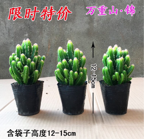 易装饰万重山锦好看好养实惠好养