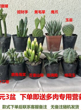 室内外非常简单美化环境多肉好养