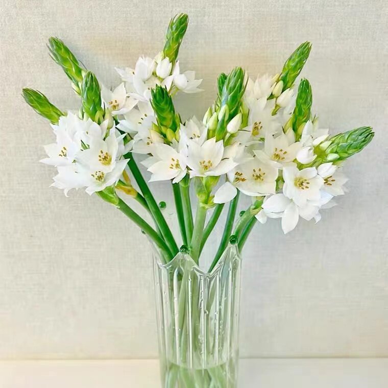 圣心百合鲜花雀梅水养插花花期长