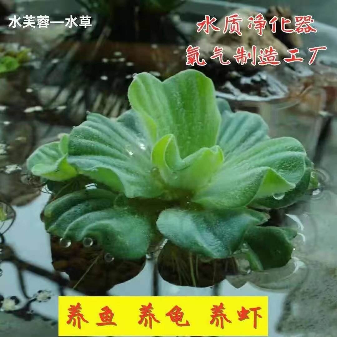 水芙蓉苗水浮莲水培植物水养草池塘鱼缸室内宿舍造景养殖净化水质