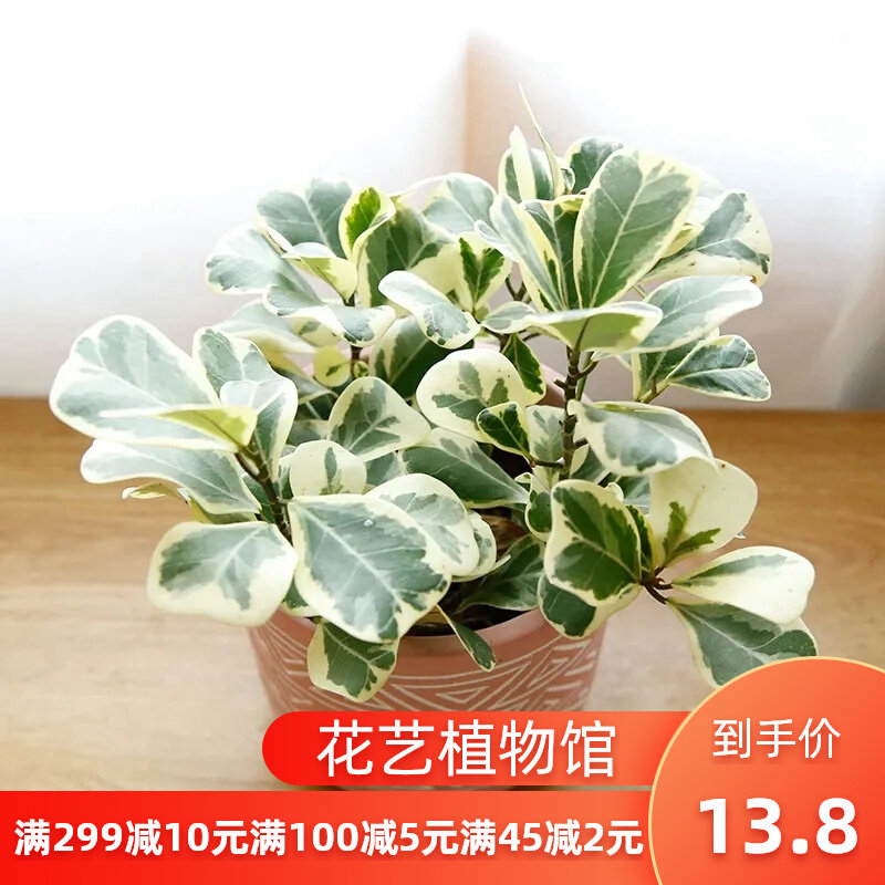 花叶三角榕心叶榕盆栽心形叶子植物室内外好养北欧风绿植耐阴耐寒 花艺植物馆 淘优券