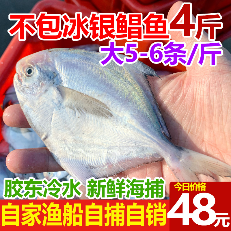 新鲜银鲳鱼4斤(5-6条/斤)海鲜活金深海白水产平鱼镜鱼海扁鱼 水产肉类/新鲜蔬果/熟食 鲳鱼 原图主图