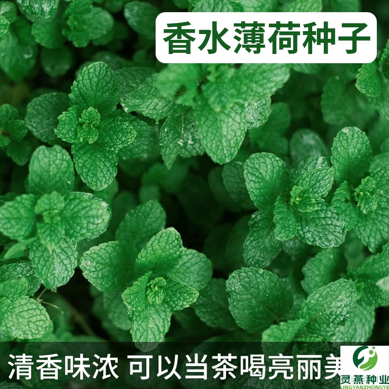 香水薄荷种子多年生四季易种室内室外花种子盆栽花卉植物花籽