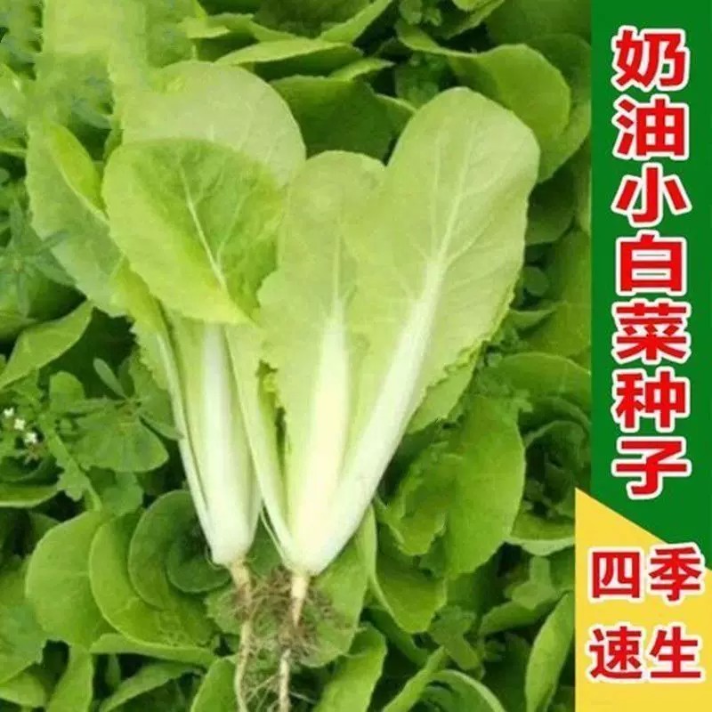 四季速生小白菜种子早熟阳台耐热