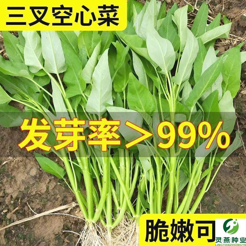 柳叶空心菜种籽四季三叉大全水青梗阳台农家盆栽蔬菜种子柳叶新种