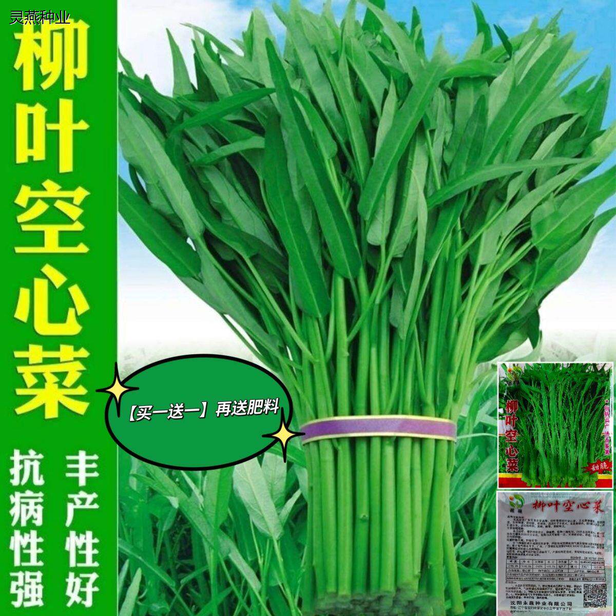 柳叶空心菜种籽四季播阳台农家田园春夏季尖叶空心菜新鲜蔬菜种子