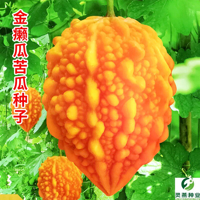 金癞瓜种子赖葡萄濑瓜赖瓜种籽金玲子小苦瓜四季盆栽农家蔬菜种孑
