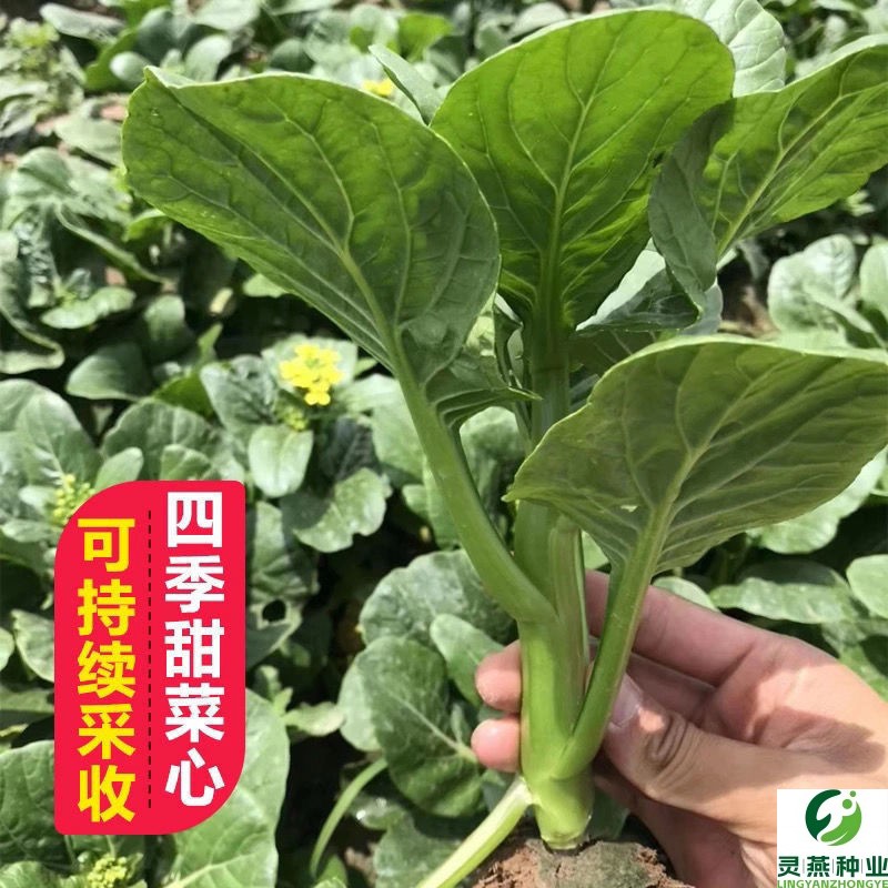 速生25天菜心广东四九甜脆菜心耐热油青耐高温农家青菜苔播种四季