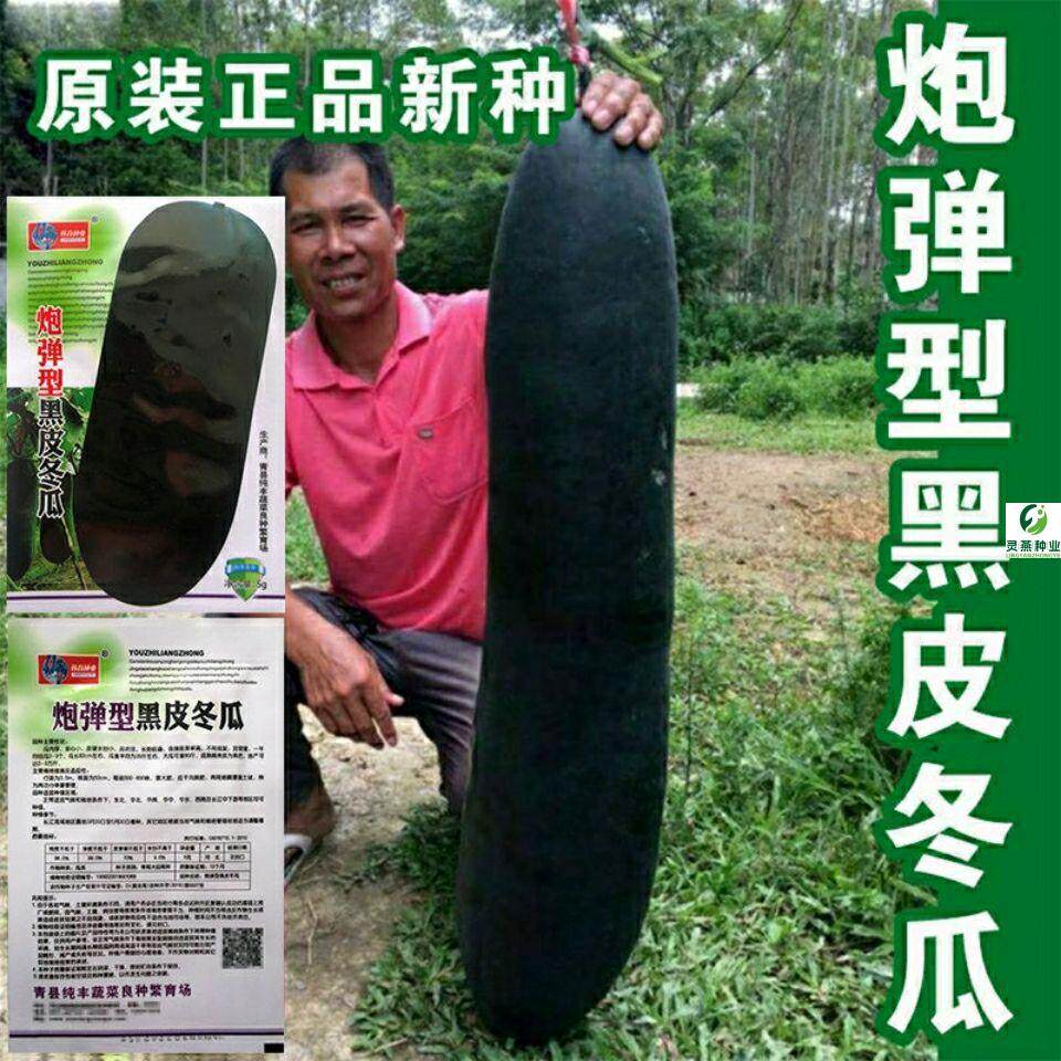 炮弹黑皮冬瓜种子黑皮冬瓜种籽特大巨型春秋四季播种蔬菜种孑高产