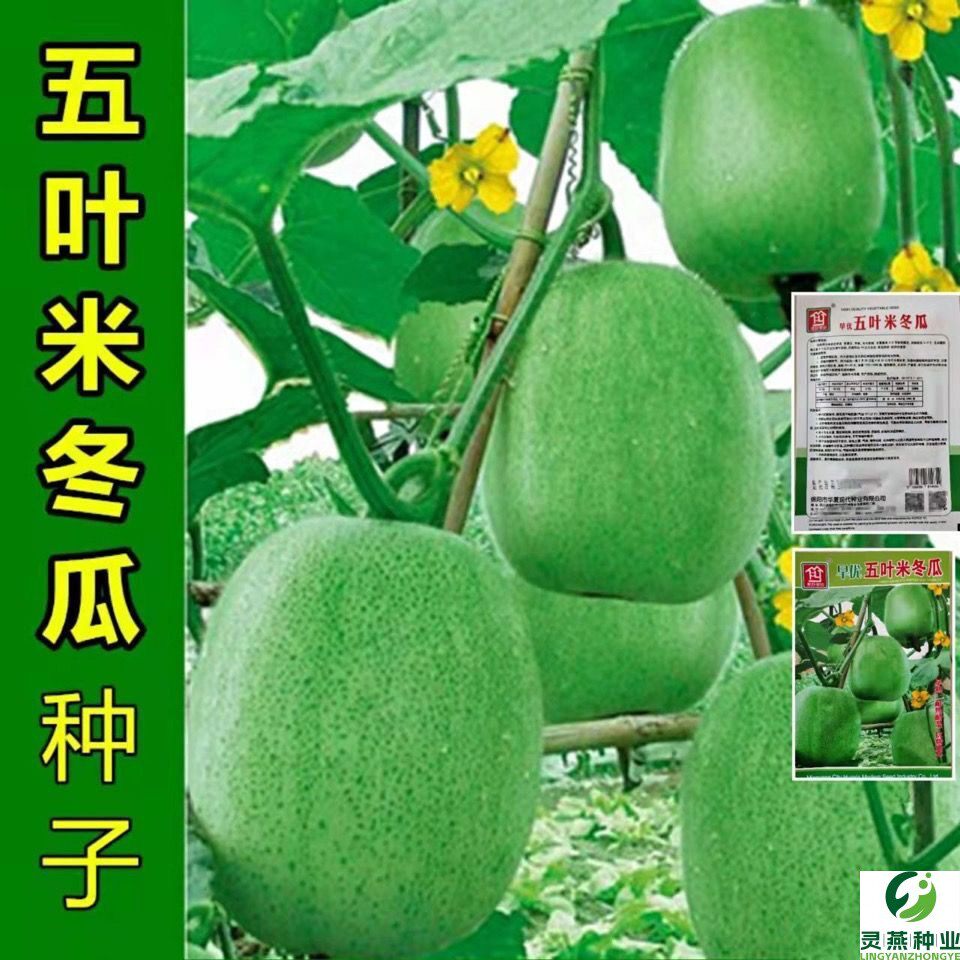 五叶米小冬瓜种子春播速生搭架早熟东瓜种子肉厚腔小高产冬瓜种子