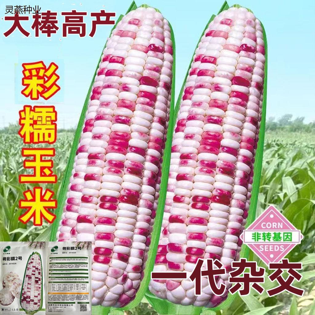 彩甜糯玉米种子高产杂交粘玉米孑正品大全南方秋冬季四季大田种籽