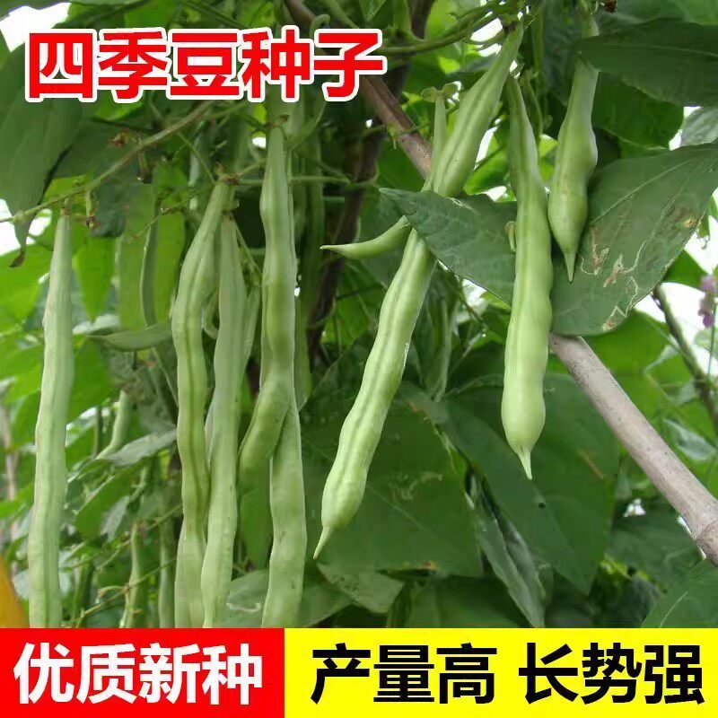 红花四季豆种子高产早熟有架耐热