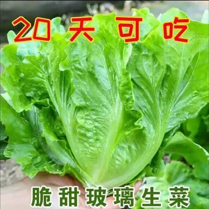 四季玻璃生菜种子种籽阳台耐抽苔