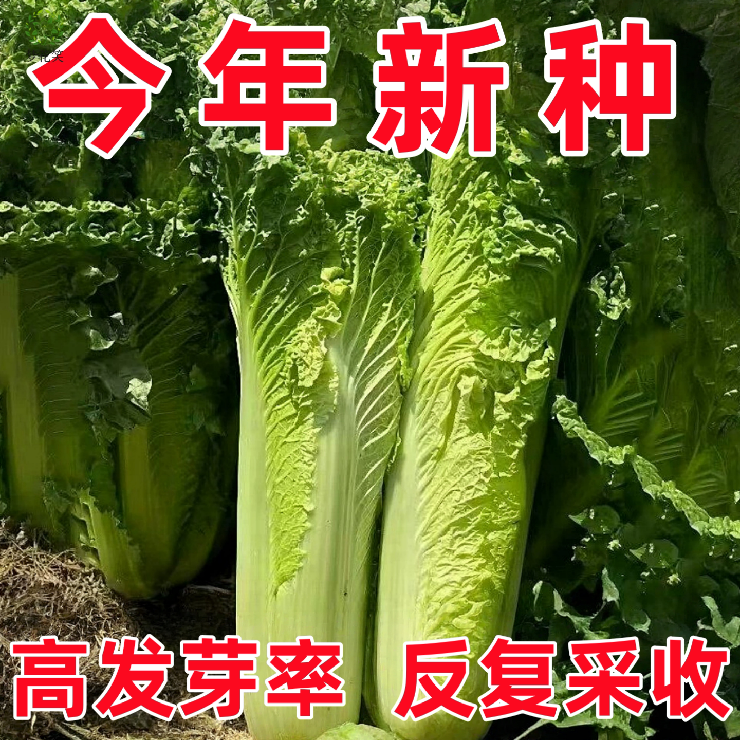 天津青麻叶直筒形白菜种子四季播