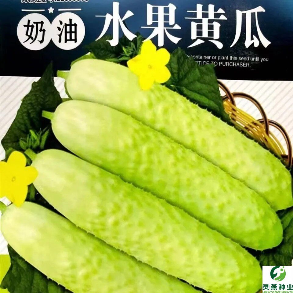 白黄瓜种子奶油黄瓜种子白皮水果黄瓜籽黄瓜本地白黄瓜白色小黄瓜