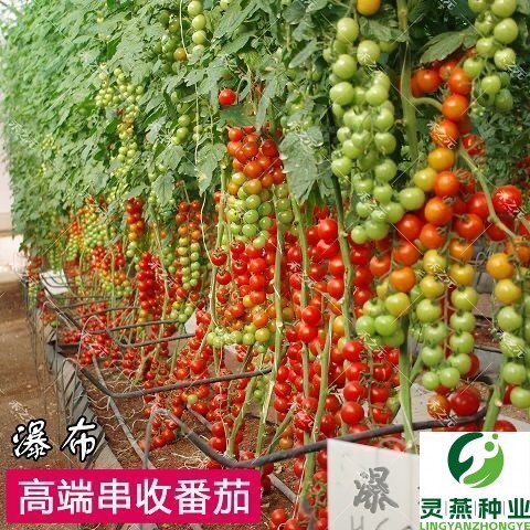 瀑布小番茄种子圣女果樱桃西红柿黑珍珠番茄种籽四季盆栽蔬菜种子