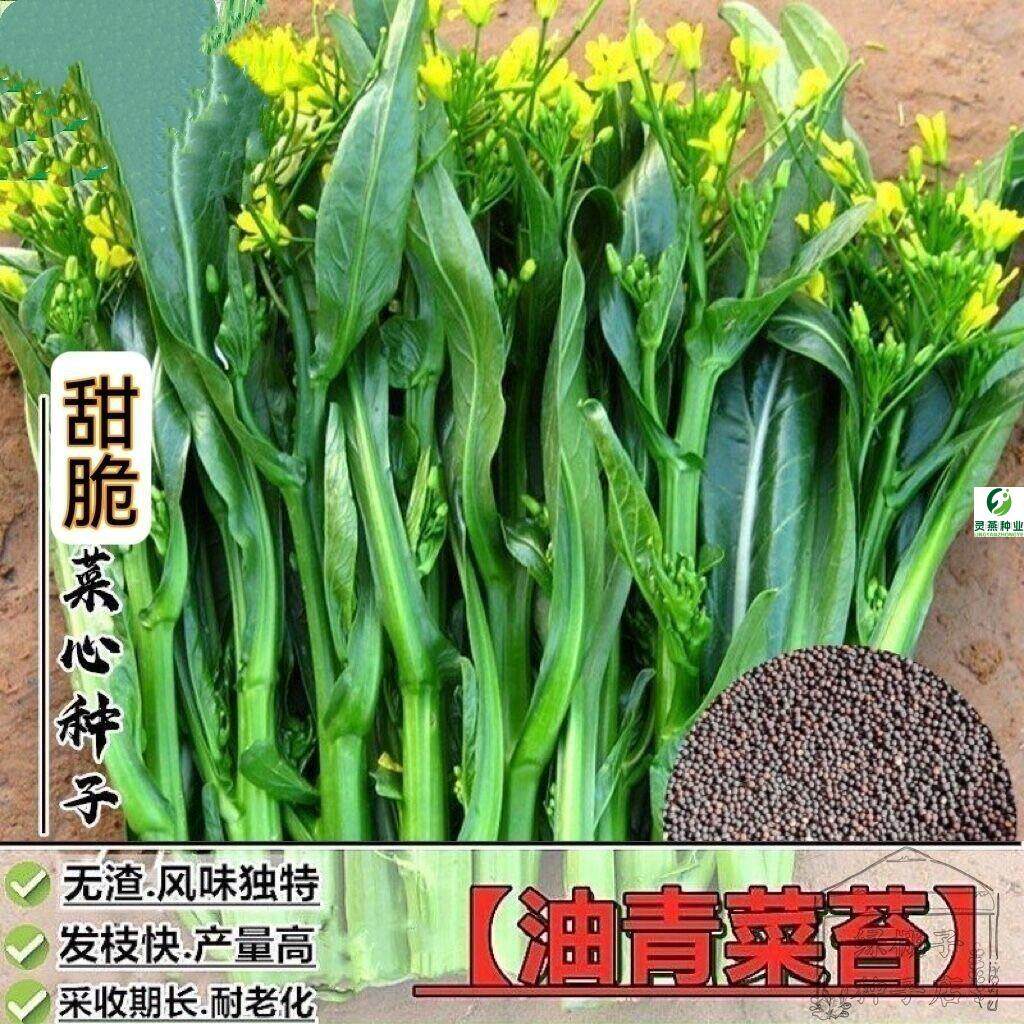 四季种籽菜心菜苔阳台庭院大田蔬菜种子大全60天油青甜菜心种子