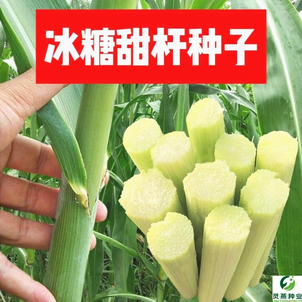 冰糖甜杆种子原装超甜北方甘蔗种子甜高粱种子正品老品种高糖甜杆