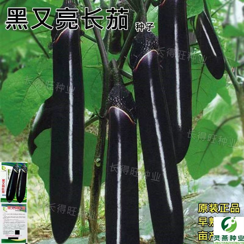 黑又亮长茄种子 紫黑茄子种籽 特长茄子蔬菜种孑大田盆栽庭院高产