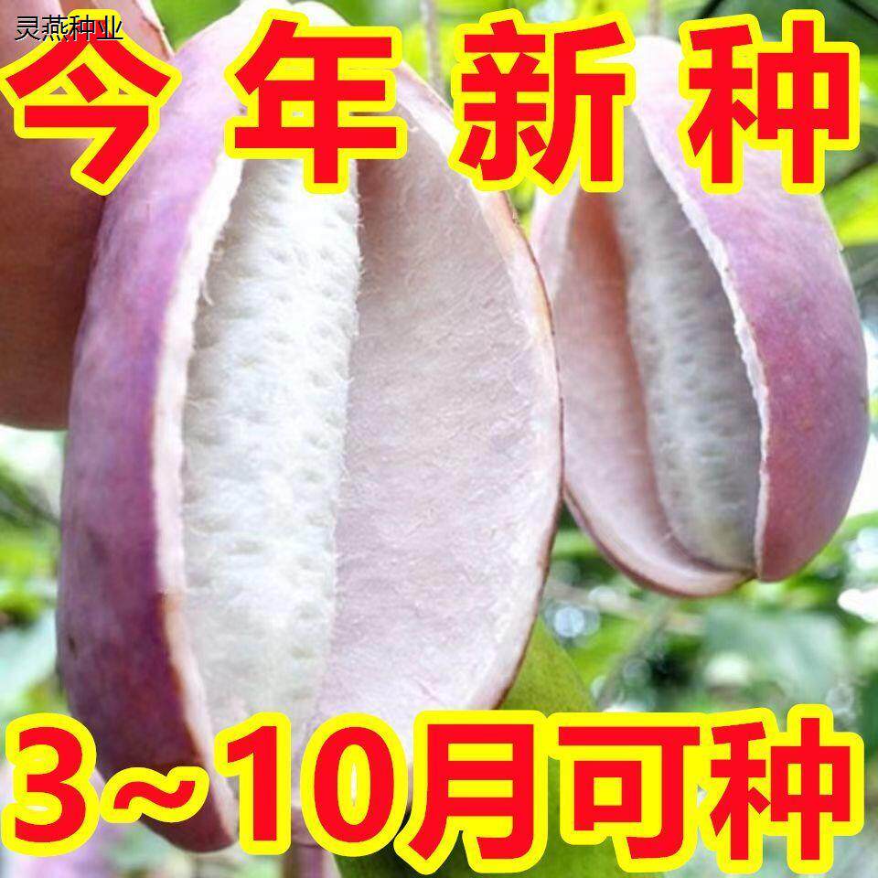野生八月瓜种子紫果八月瓜树种子庭院爬藤植物食用水果八月炸种子