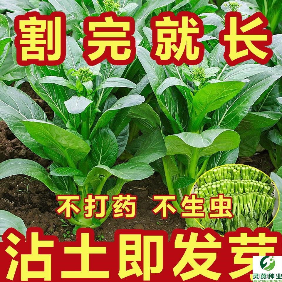 【广东菜心】四季菜心种子盆栽四九甜菜心种子耐热青菜籽蔬菜种子