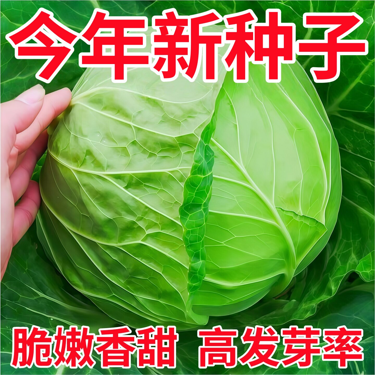 耐热耐寒京丰一号甘蓝种子四季种