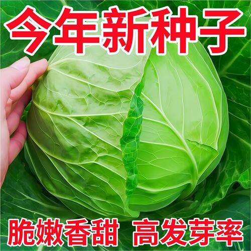 耐热耐寒京丰一号甘蓝种子四季种