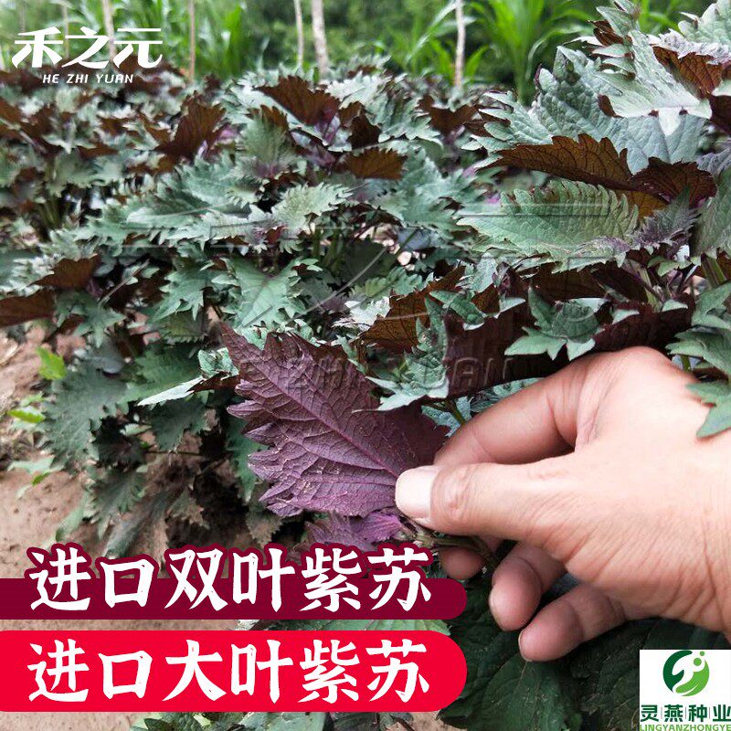 双色苏子紫苏种子大叶紫苏阳台盆栽蔬菜四季籽孑秋冬紫苏种籽春季