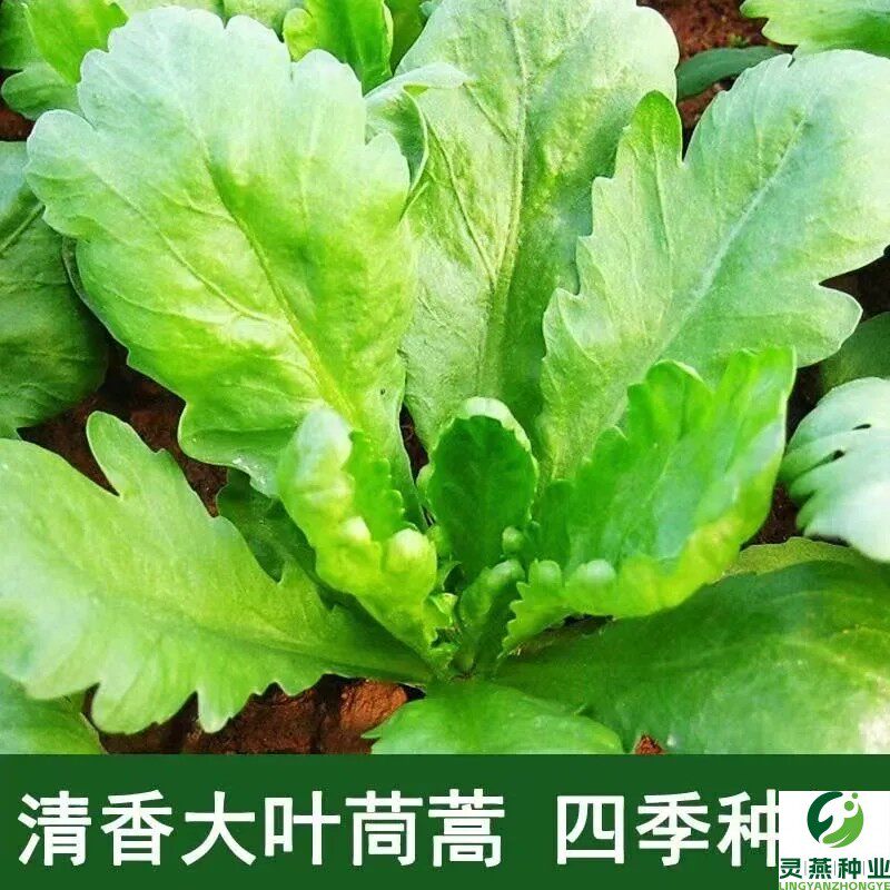 大叶茼蒿种籽皇帝菜种孑四季阳台蔬菜种植小叶茼蒿菜种籽菜种子