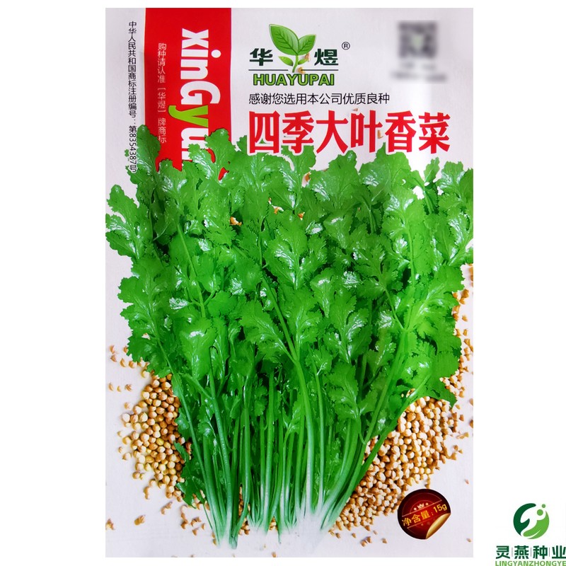 四季大叶香菜种子芫荽种籽阳台盆栽香菜籽种农家春秋食用蔬菜种孑