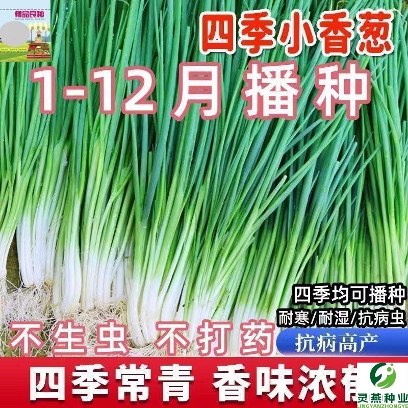 四季小香葱籽小香葱种子阳台室内盆栽葱种子耐寒蔬菜种子家庭菜种