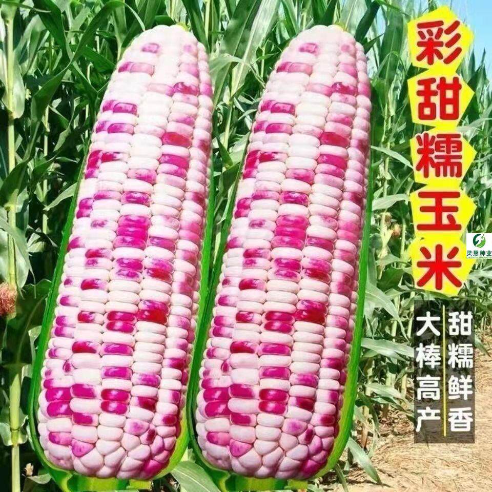 超甜水果糯玉米四季甜糯玉米种子高产大田七彩糯玉米种子早熟图片