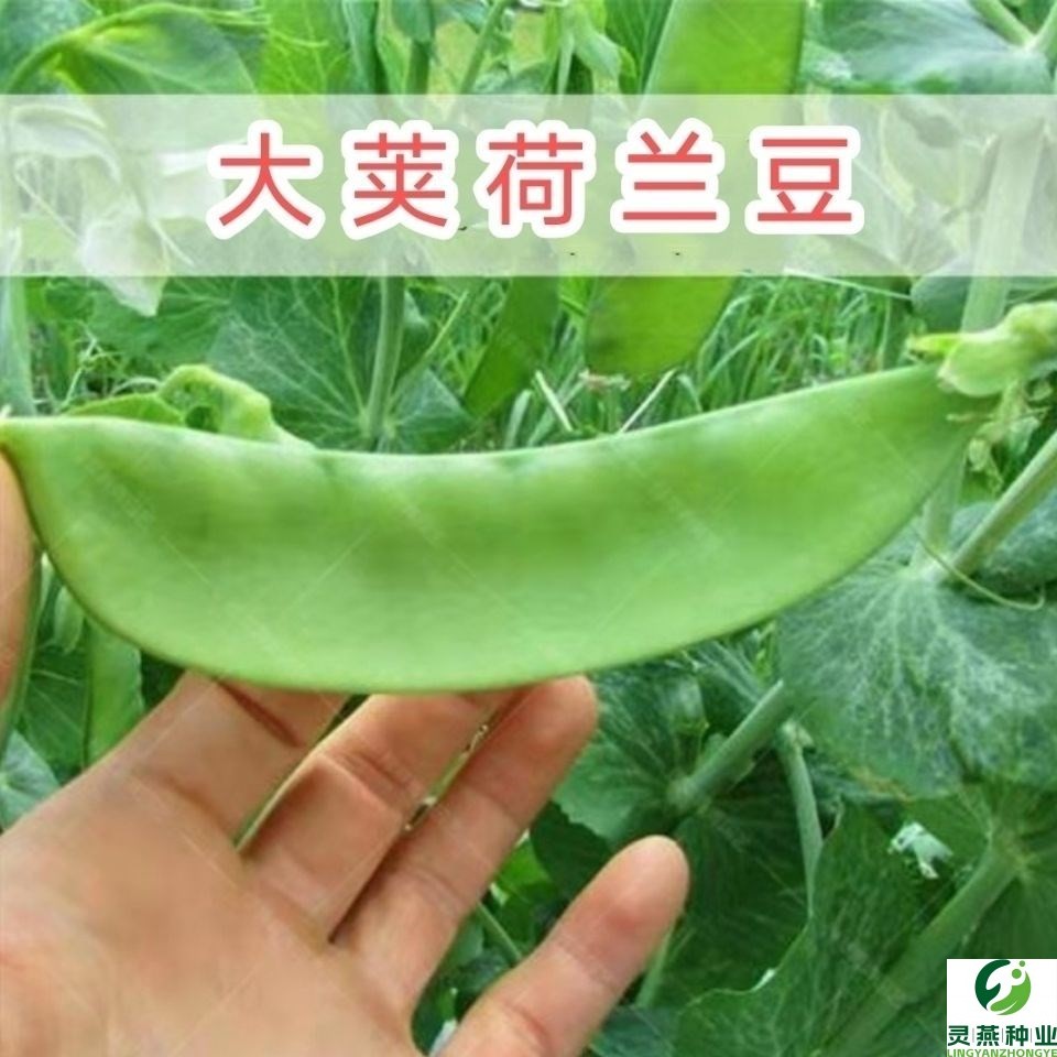 大荚荷兰豆种子软荚菜豌豆甜脆豌豆仁籽春夏秋季农家菜园蔬菜种孑