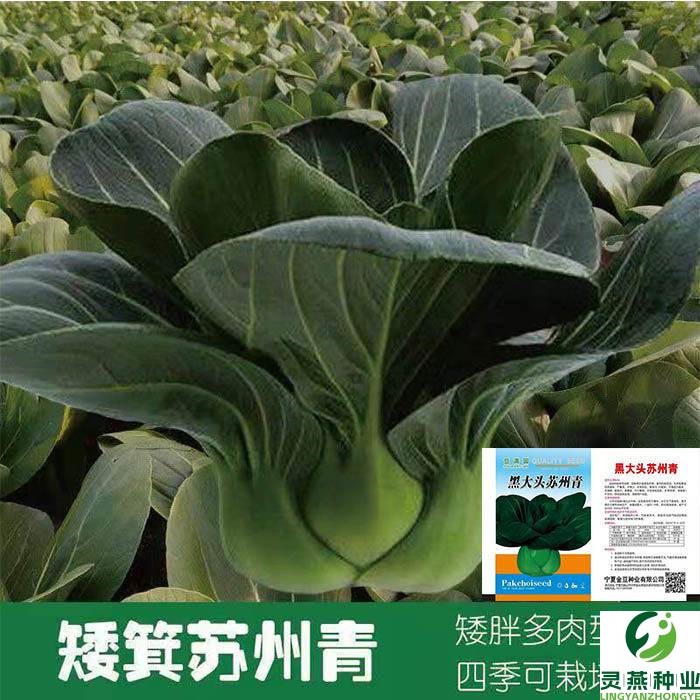 蔬菜种子四季播上海青小青菜矮脚苏州青速生小白菜黑大头油菜阳台
