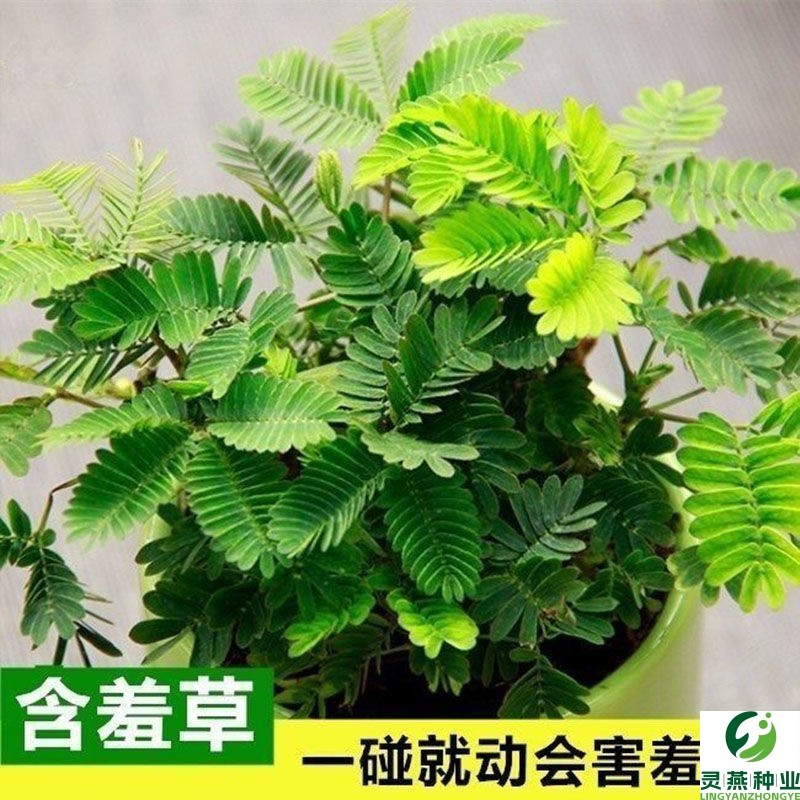含羞草种子多年生植物室内趣味害羞草种子阳台盆栽四季播花卉种子