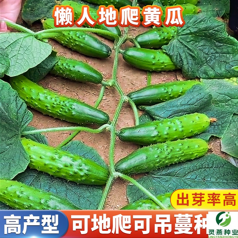 懒人满地爬黄瓜种籽地黄瓜仔小旱黄瓜种子苗秧苗家庭庭院蔬菜种植