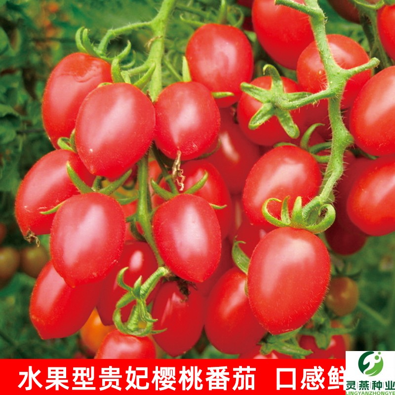 红贵妃水果番茄籽种子 圣女果种子樱桃小番茄 阳台盆栽西红柿种子
