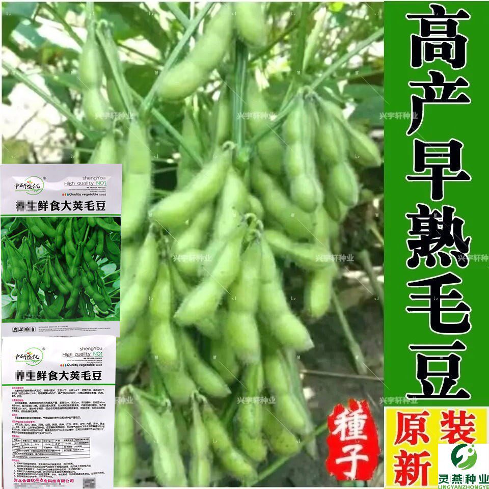 毛豆种子早熟大粒绿毛豆非转基因晚熟高产黄大豆种籽四季蔬菜种孑