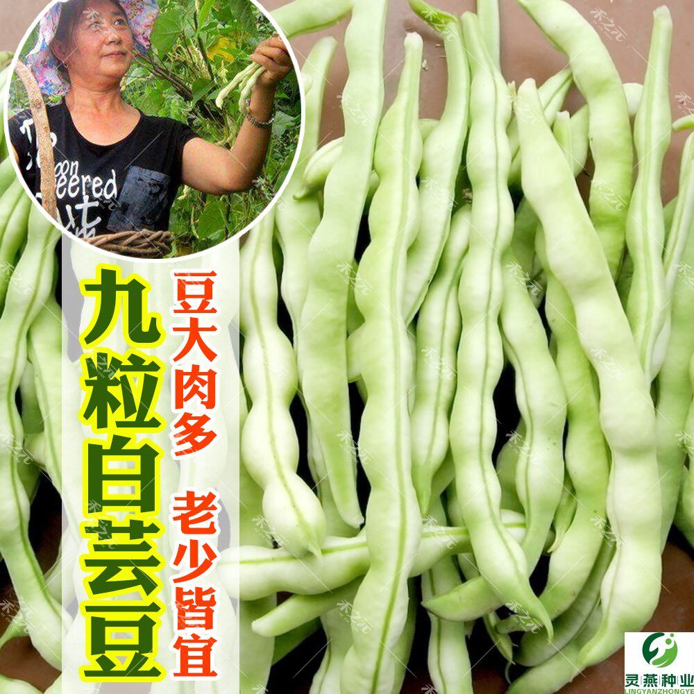 特级九粒白芸豆种子老来少豆角种籽子早熟高产春秋季四季豆角大田