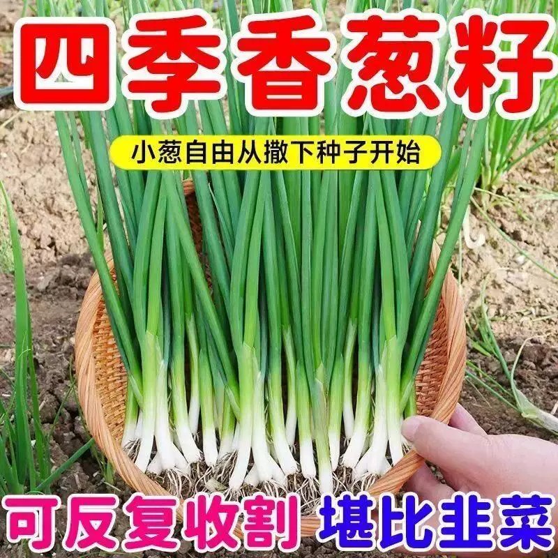 小香葱籽种子四季易种阳台室内