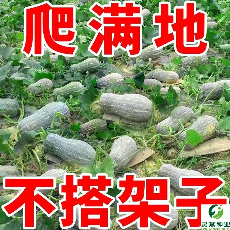 爬满地蜜本南瓜种籽高产早熟超甜粉甜糯南瓜籽四季易种植蔬菜种籽